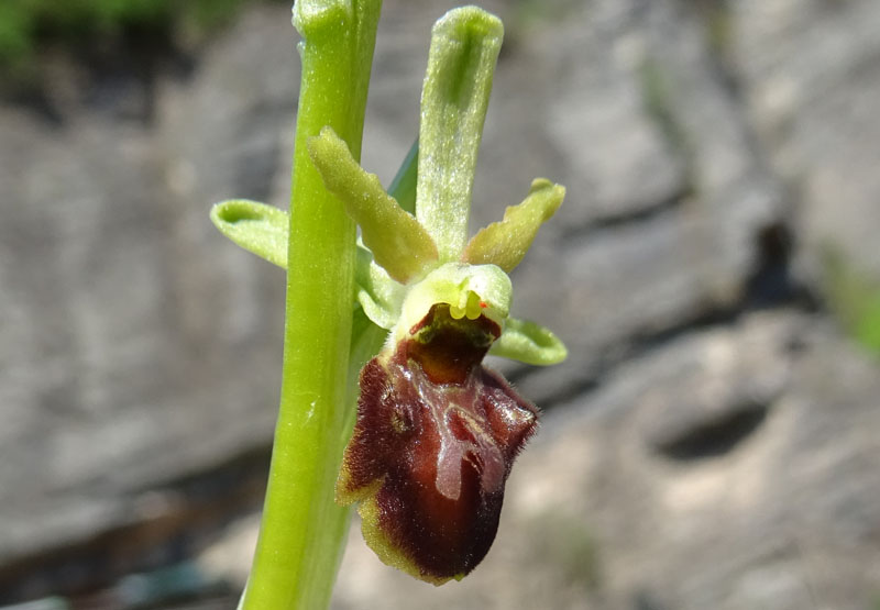 la mia prima..... Ophrys sphegodes